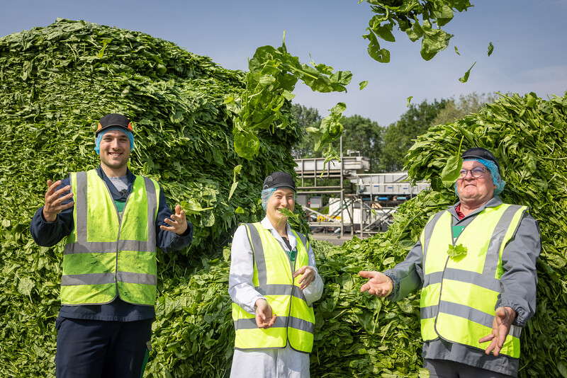 werkenemrs van Ardo gooien bladspinazie in de lucht