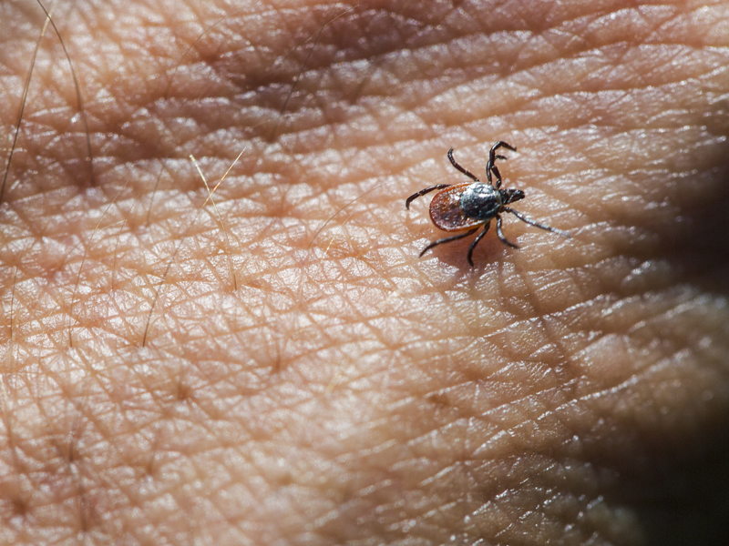 Een teek op een hand