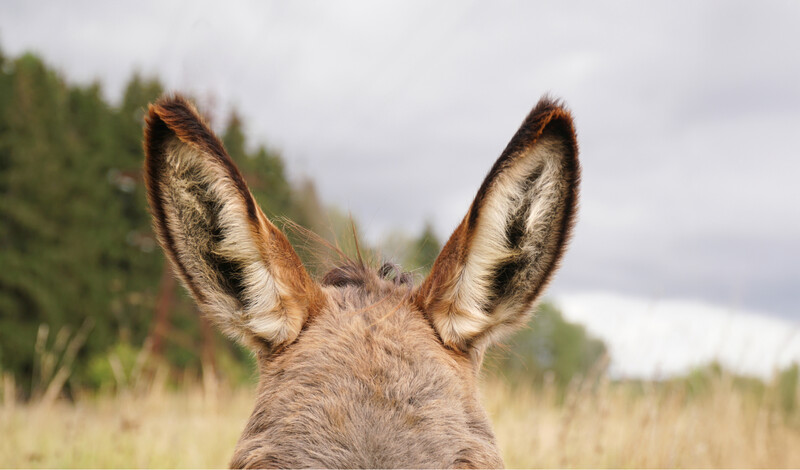close-up van ezelsoren