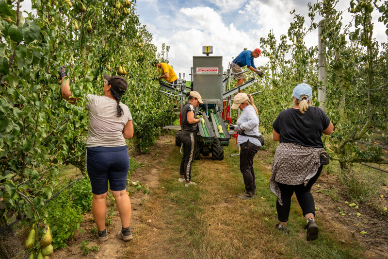 Seizoenswerknemers plukken appels in fruitgaard