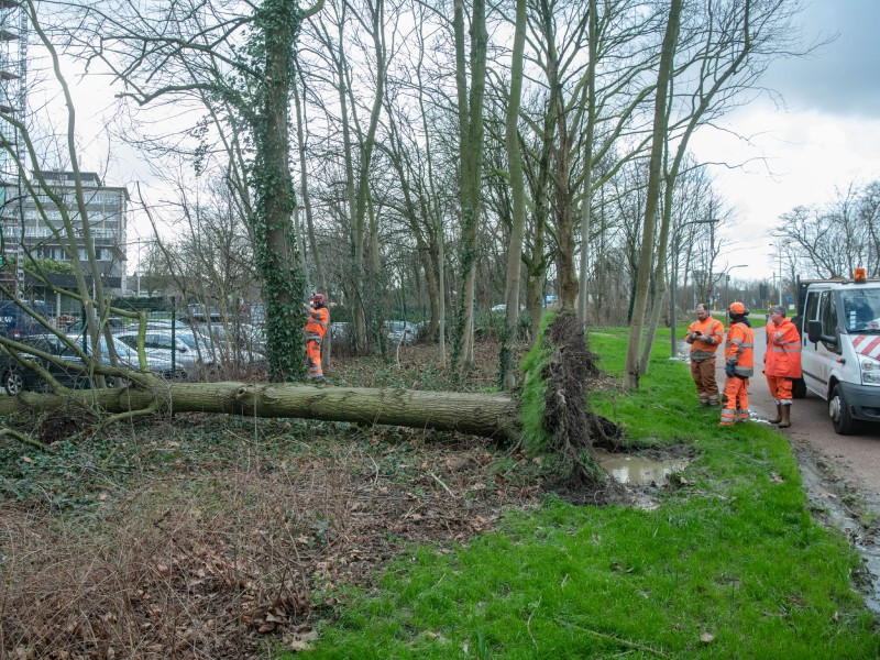Medewerkers van de Antwerpse groendienst verzorgen een omgewaaide boom