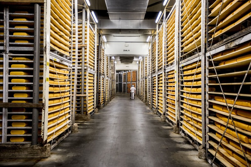 Man aan het werk in kaasfabriek