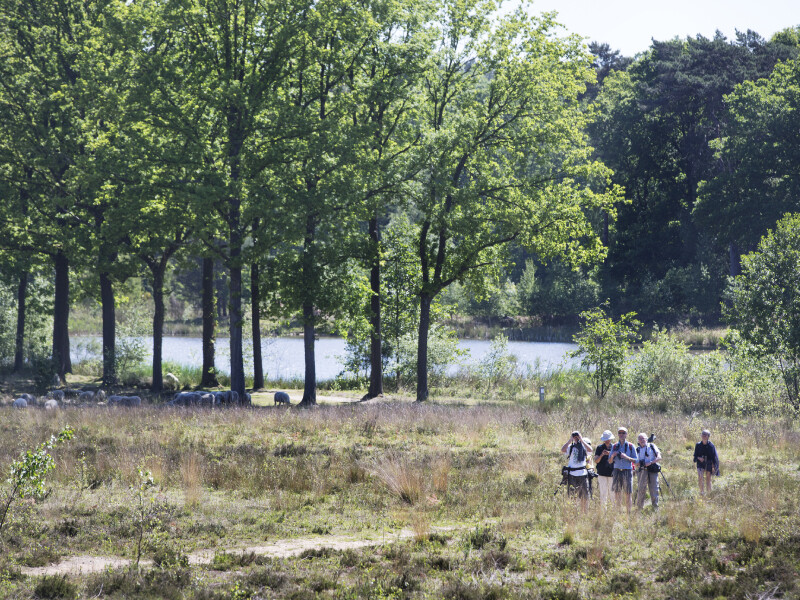 heide, schapen, natuur, wandelaars