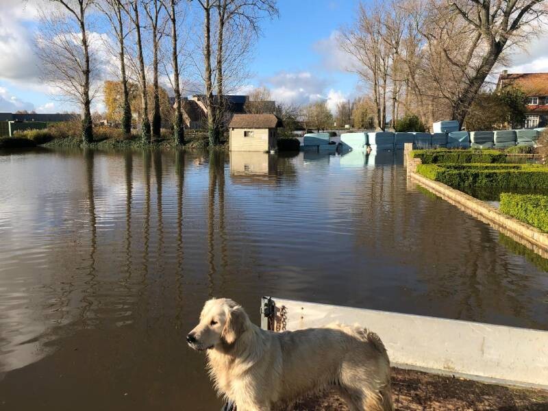Overstroming Westhoek met Golden Retriever